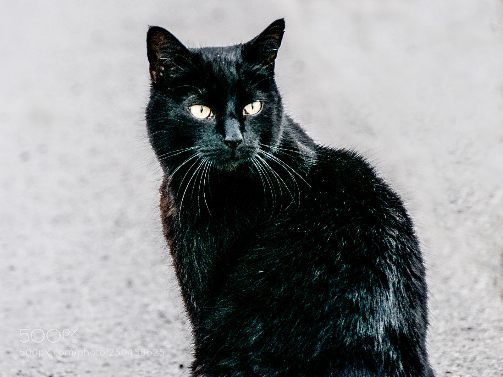 Panasonic DMC-G70 sample photo. Black cat photography