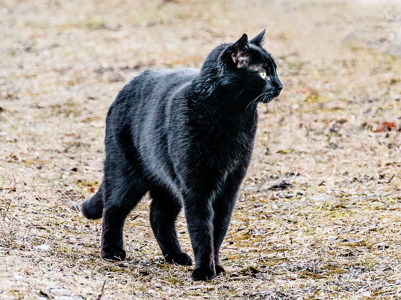 Panasonic DMC-G70 sample photo. Black cat photography