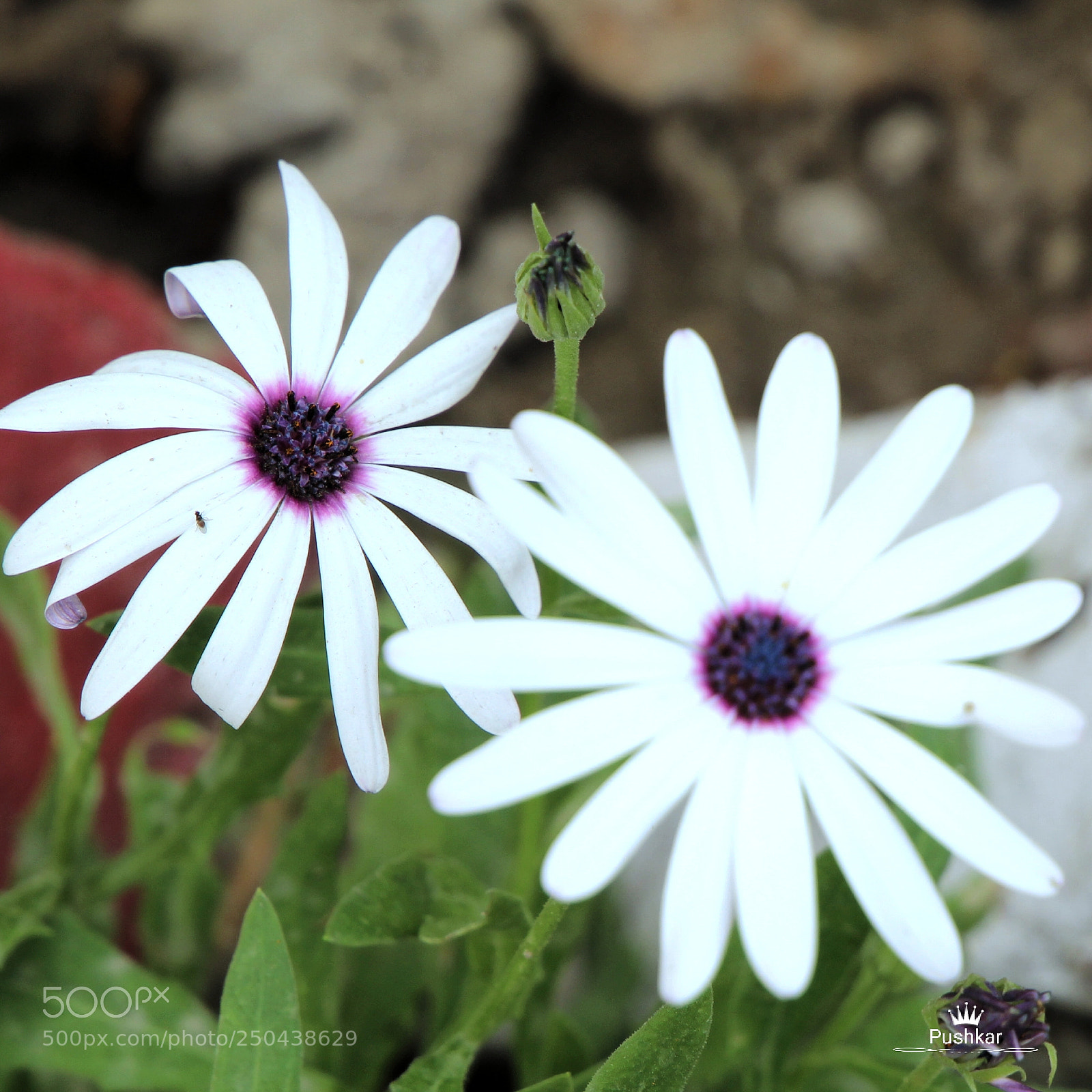 Canon EOS 1200D (EOS Rebel T5 / EOS Kiss X70 / EOS Hi) sample photo. Flowers photography
