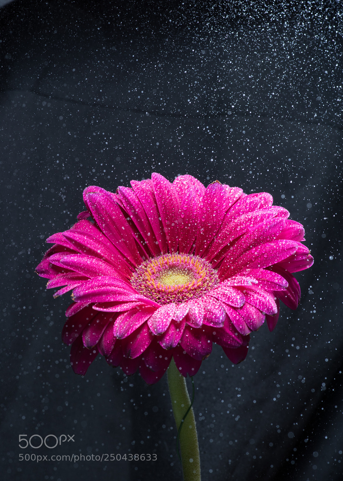 Nikon D810 sample photo. Water spray over red photography
