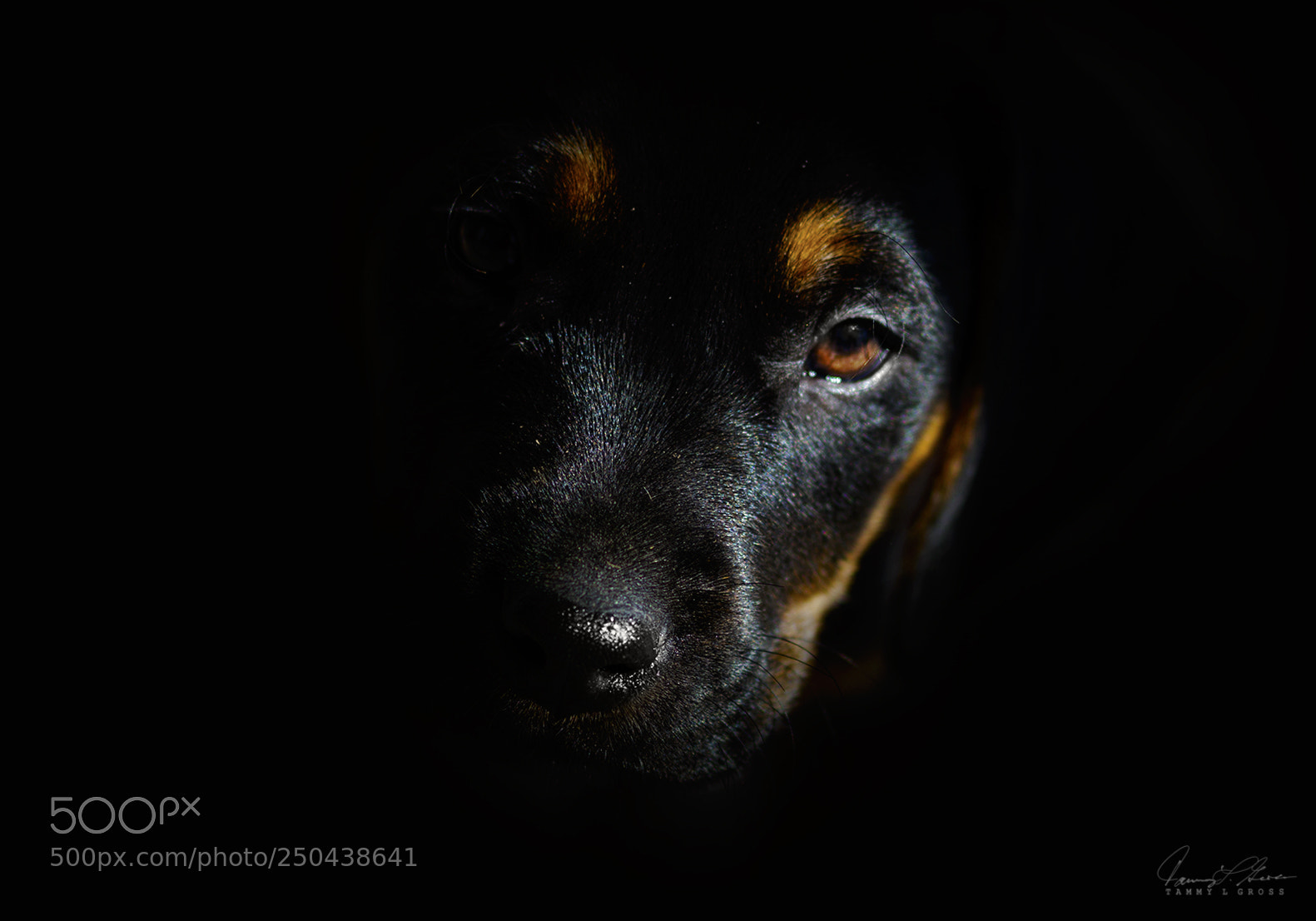 Canon EOS 7D sample photo. Puppy portrait photography