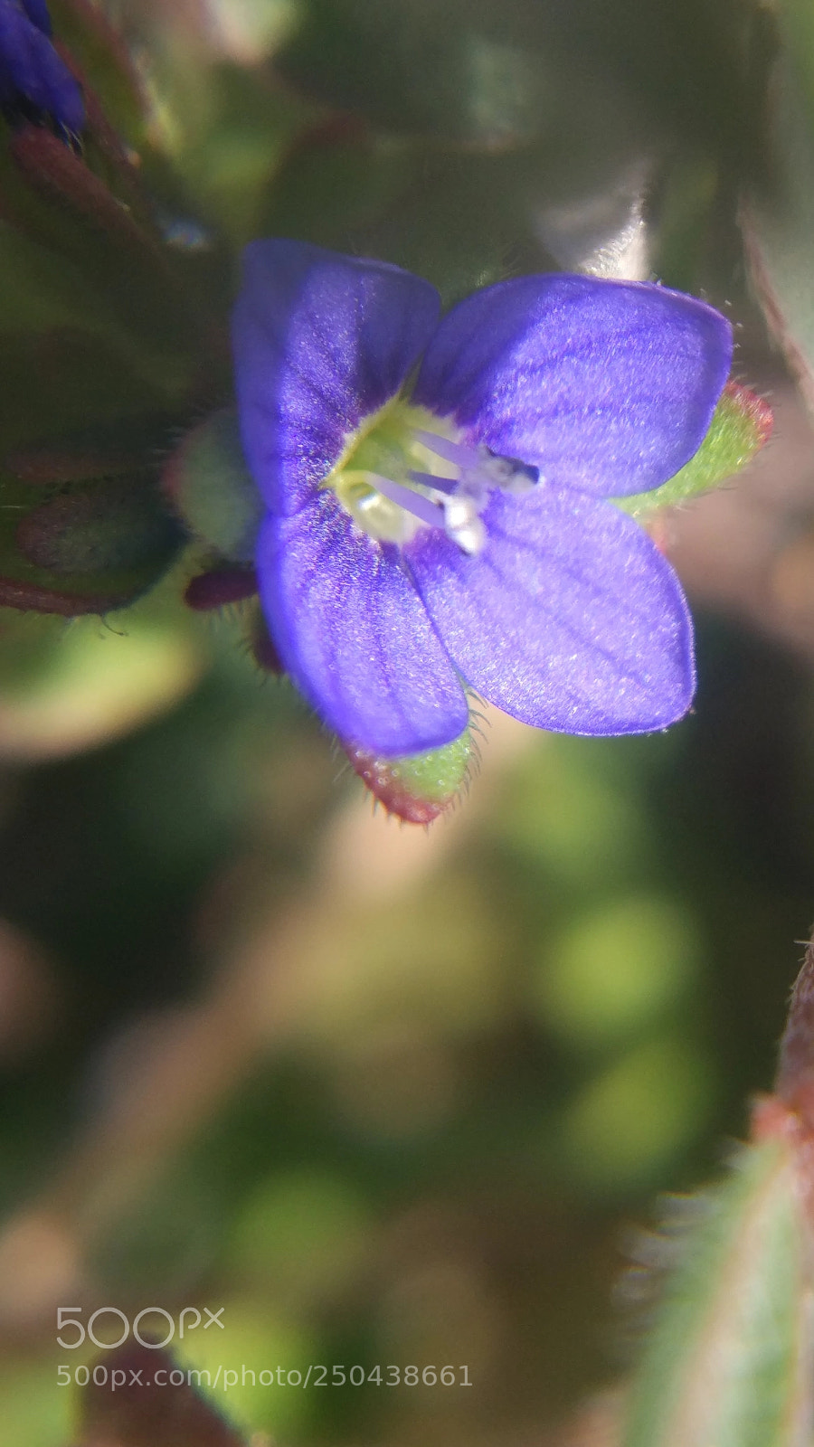 Xiaomi MI 5 sample photo. Untitled photography