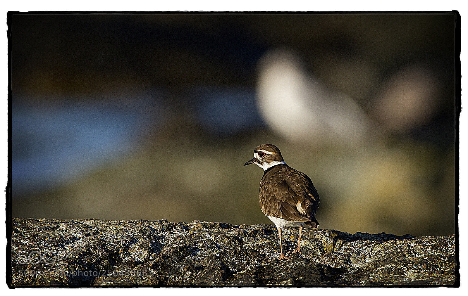 Canon EOS 7D sample photo. Killdeer  photography