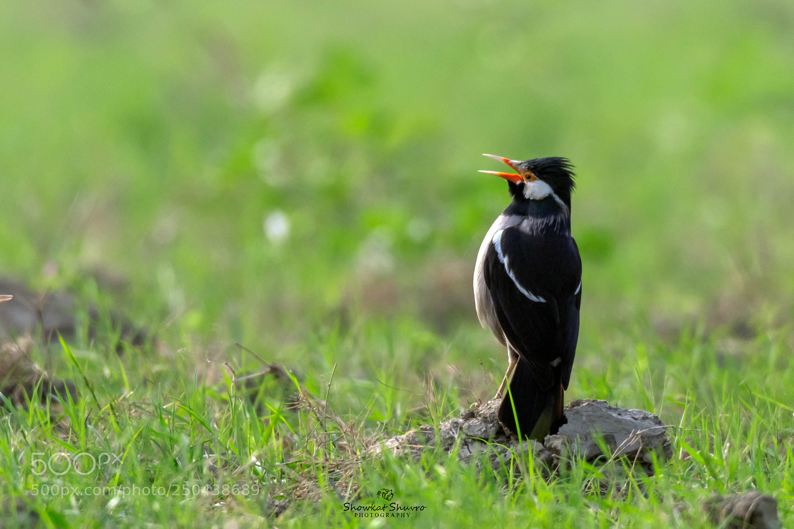 Canon EOS 7D Mark II sample photo. Pied myna photography