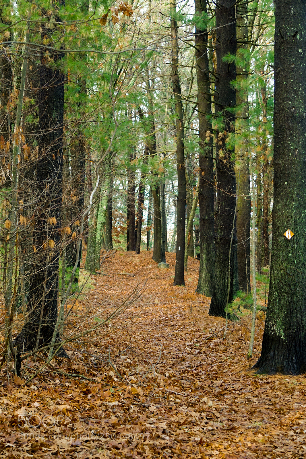 Sony a6000 sample photo. Trail through trees photography