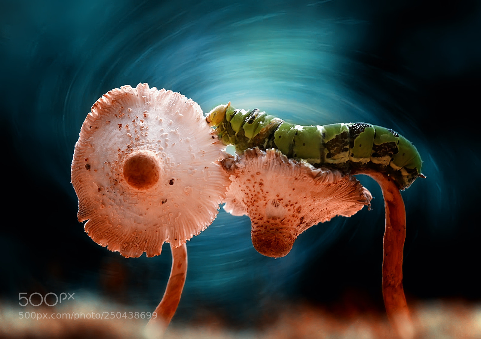 Canon EOS 7D sample photo. Mushrooms and caterpillar photography