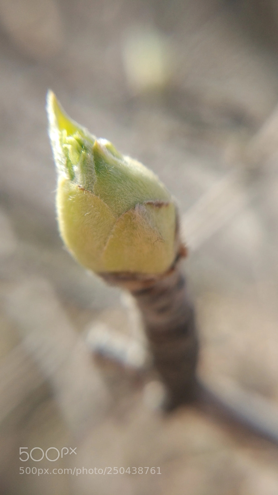 Xiaomi MI 5 sample photo. Untitled photography