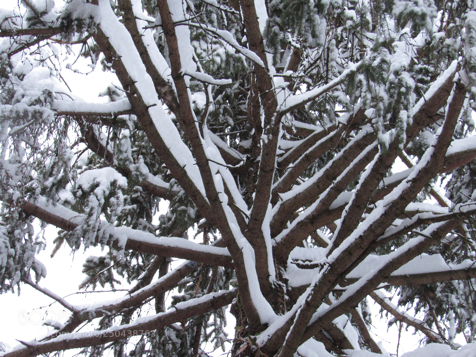 Canon PowerShot SX530 HS sample photo. Sufficiently coated in snow photography