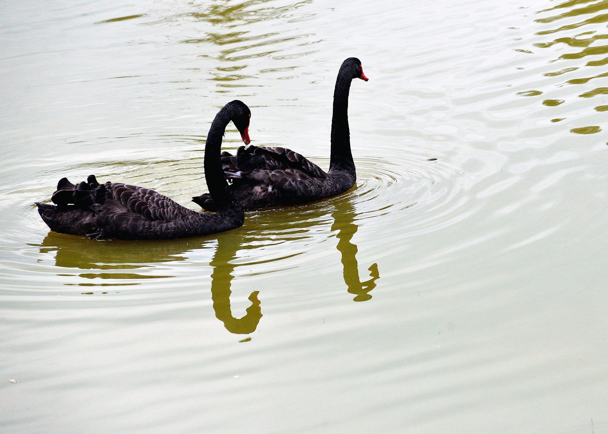 Nikon AF-Nikkor 80-200mm F2.8D ED sample photo. Black swans photography
