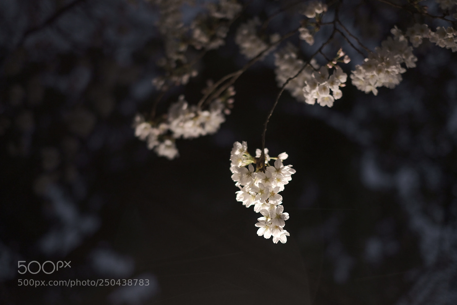 Fujifilm X-H1 sample photo. Night blossom photography
