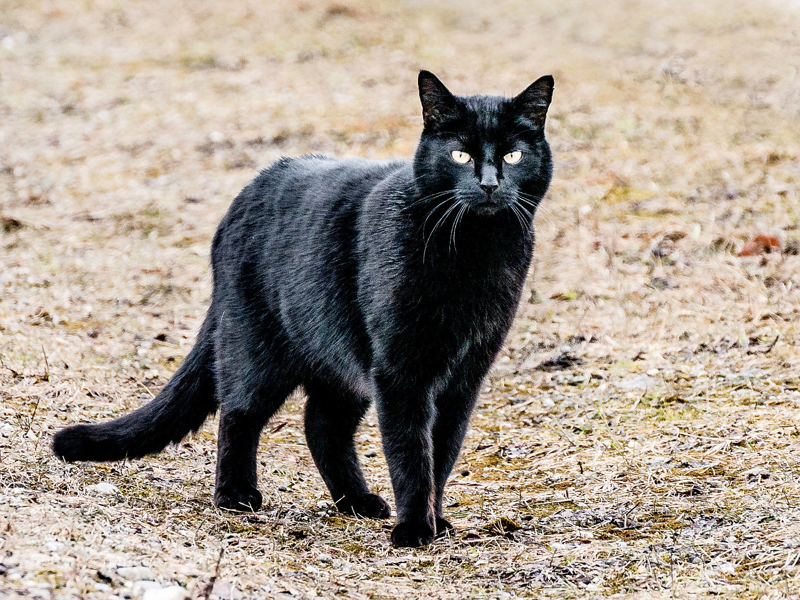 Panasonic DMC-G70 sample photo. Black cat photography