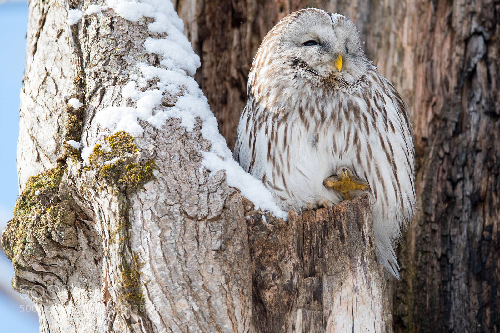 Nikon D500 sample photo. Owl on the morning photography