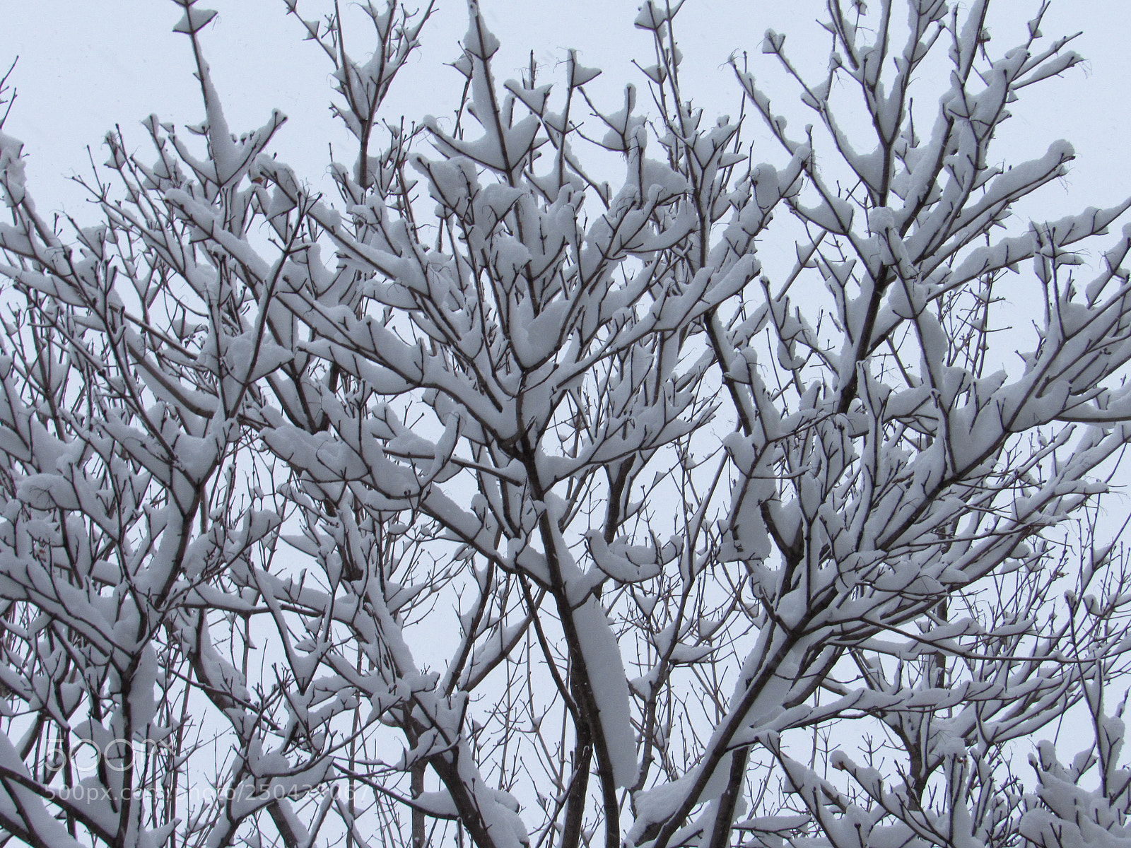 Canon PowerShot SX530 HS sample photo. White treetops photography