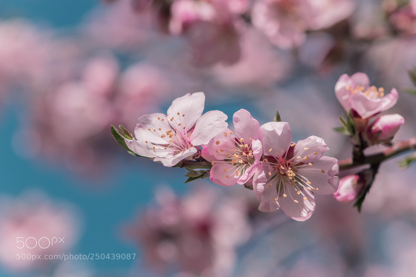 Nikon D5300 sample photo. Blossoms photography