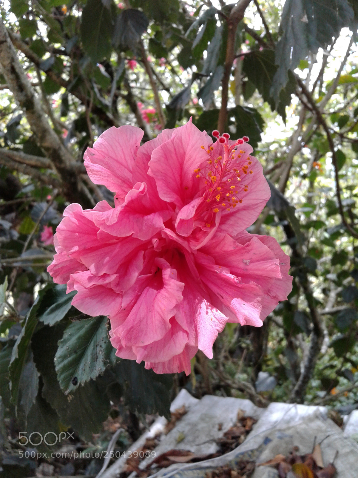 Samsung Galaxy J3(2016) sample photo. Untitled photography