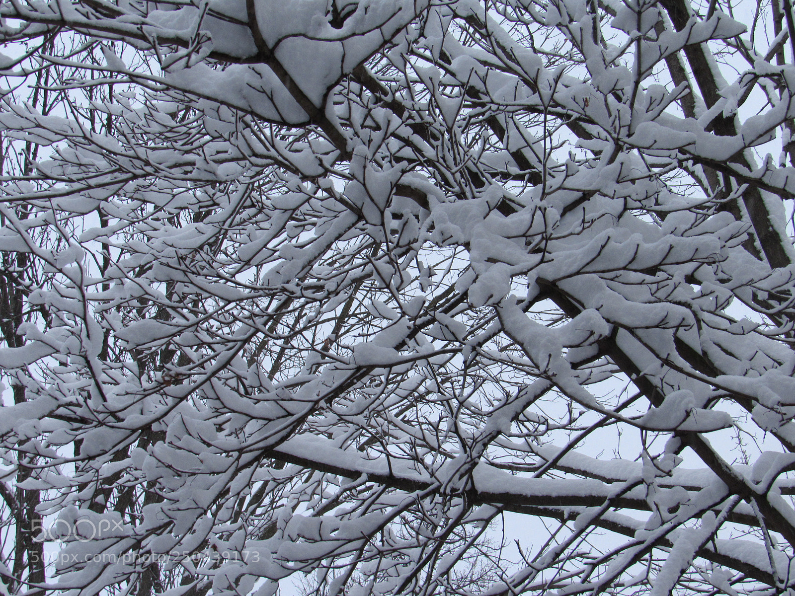 Canon PowerShot SX530 HS sample photo. Heavy snow photography