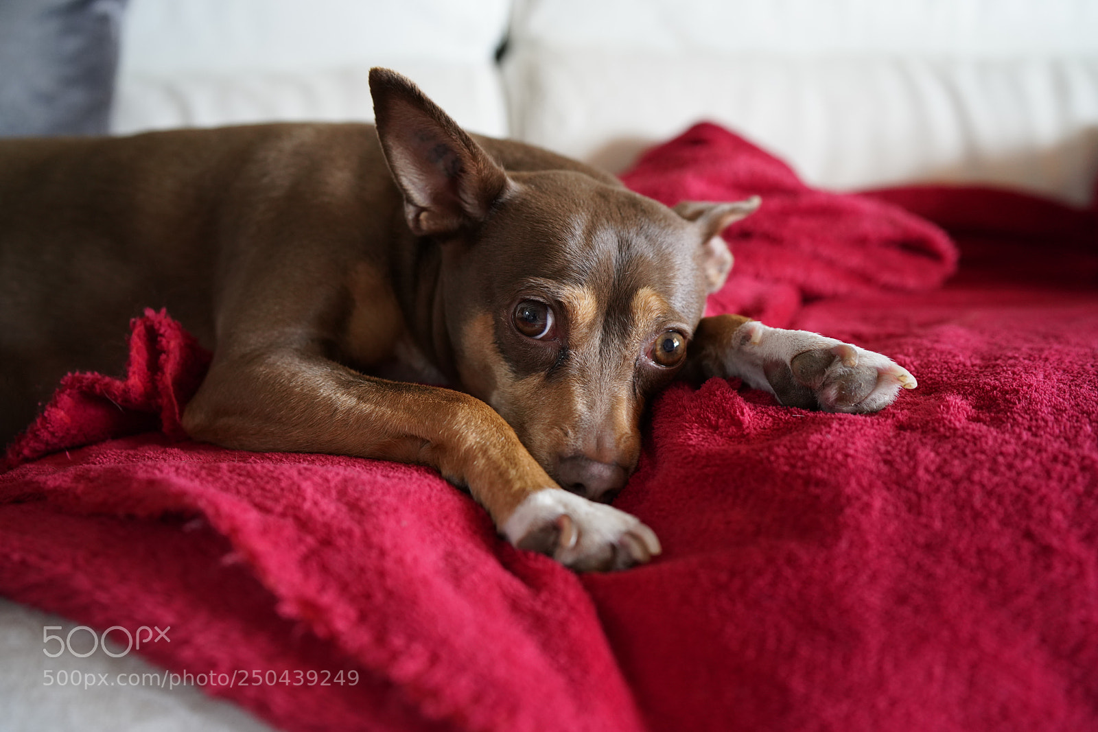 Sony a7R III sample photo. Her red blanket photography