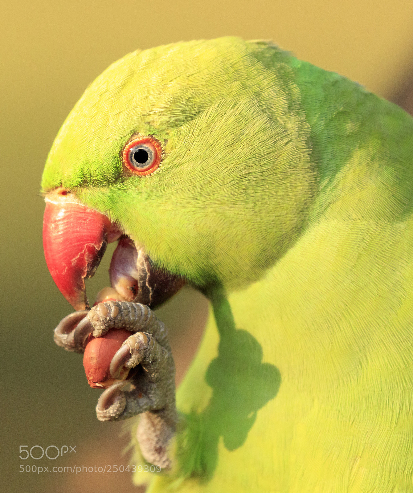 Canon EOS 5DS sample photo. Parakeet photography
