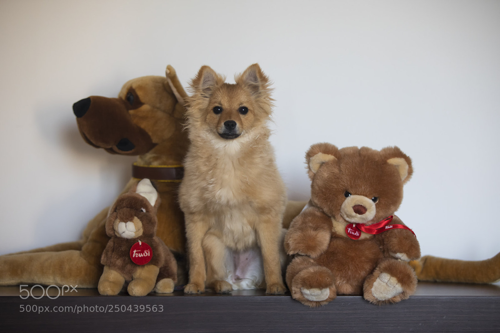 Canon EOS 5D Mark IV sample photo. L'intruso photography