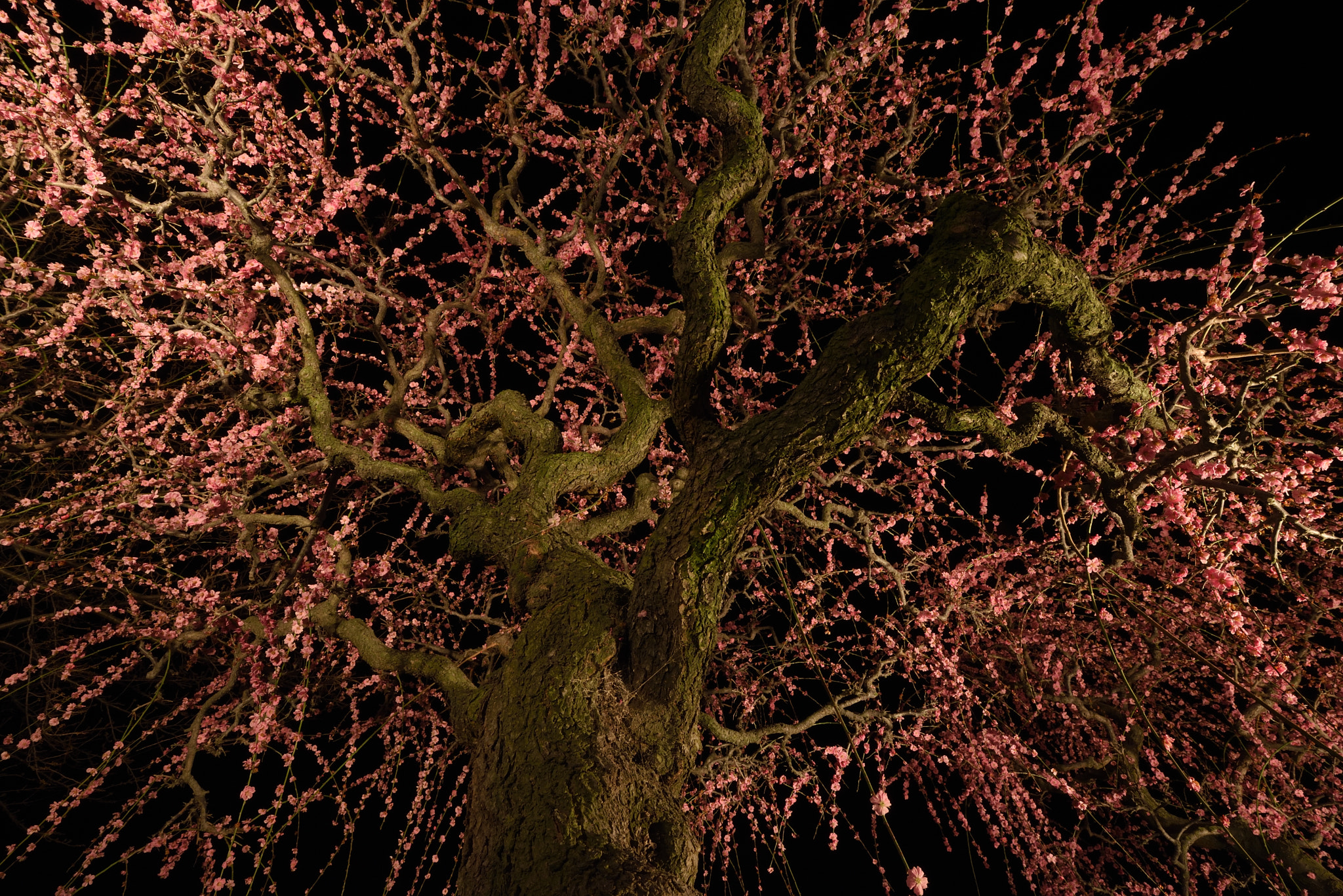 Nikon AF-S Nikkor 16-35mm F4G ED VR sample photo. Plum blossoms photography