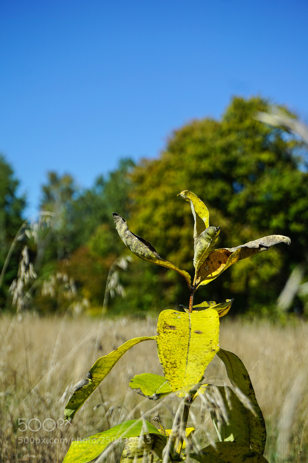Sony a6000 sample photo. Plant in state park photography