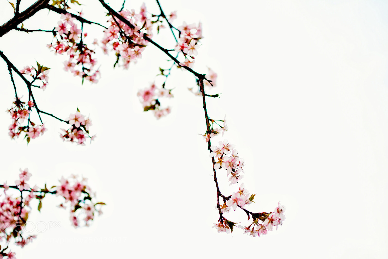 Nikon D7100 sample photo. Spring photography