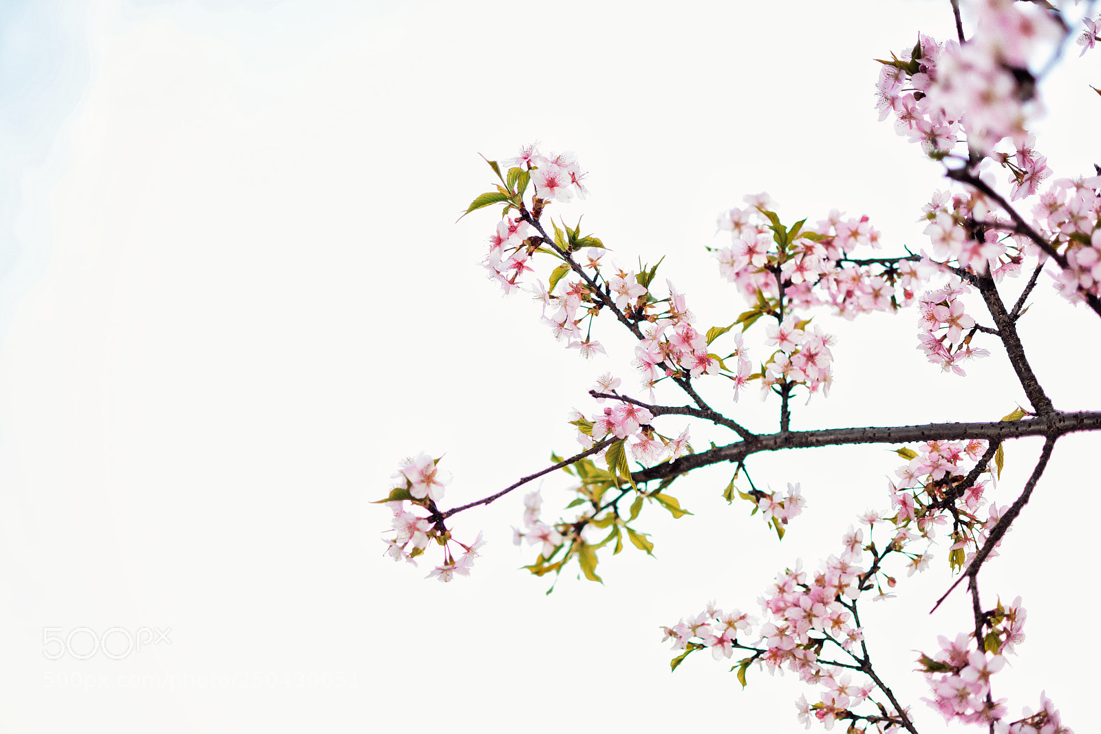 Nikon D7100 sample photo. Spring photography
