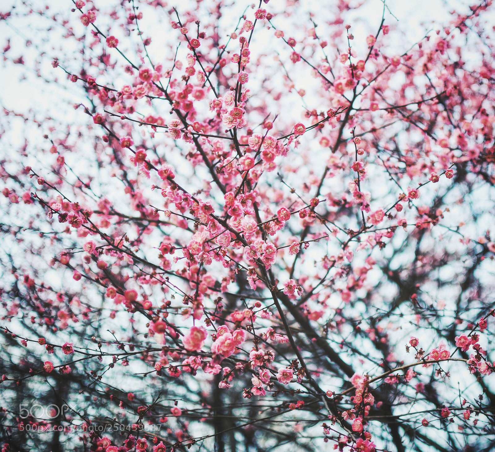 Nikon D7100 sample photo. Spring photography