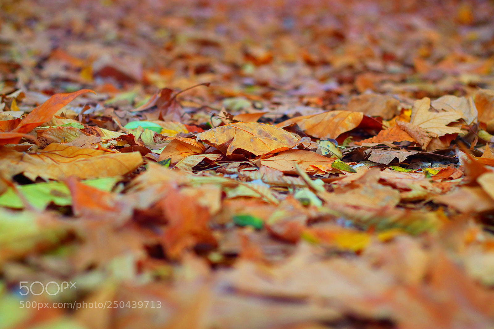 Canon EOS M3 sample photo. Untitled photography