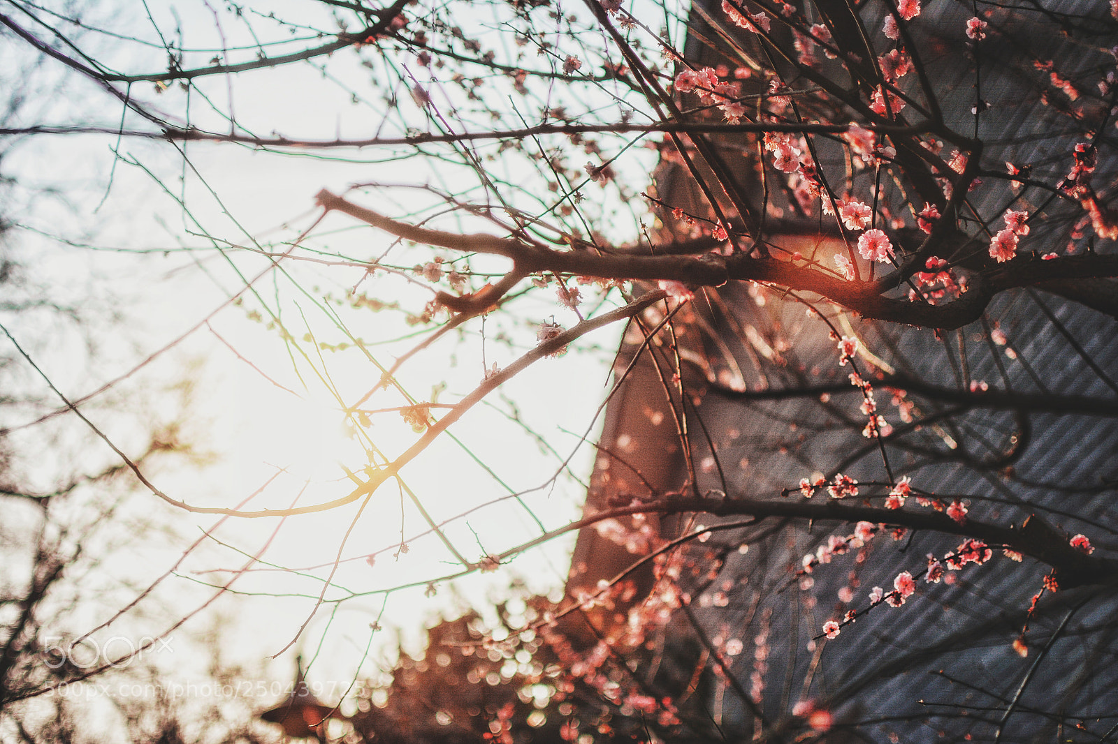Nikon D7100 sample photo. Spring photography