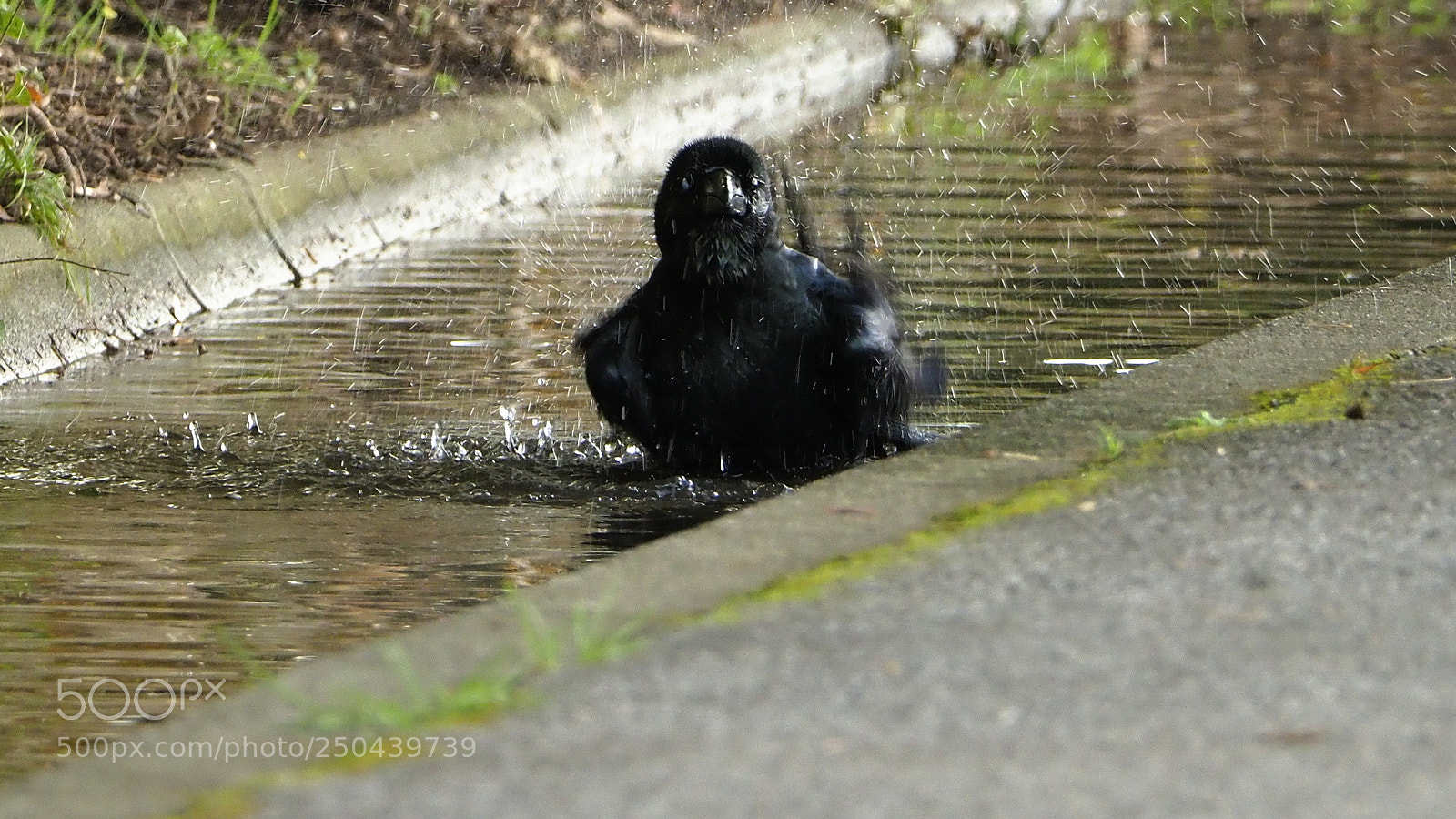 Olympus OM-D E-M1 Mark II sample photo. Bathing photography