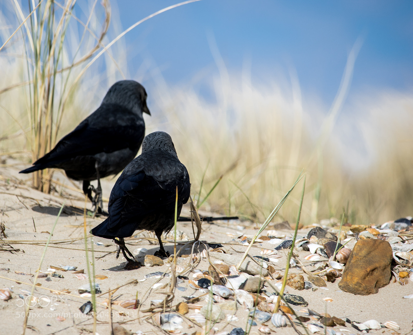 Canon EOS 7D Mark II sample photo. 2 black birds photography