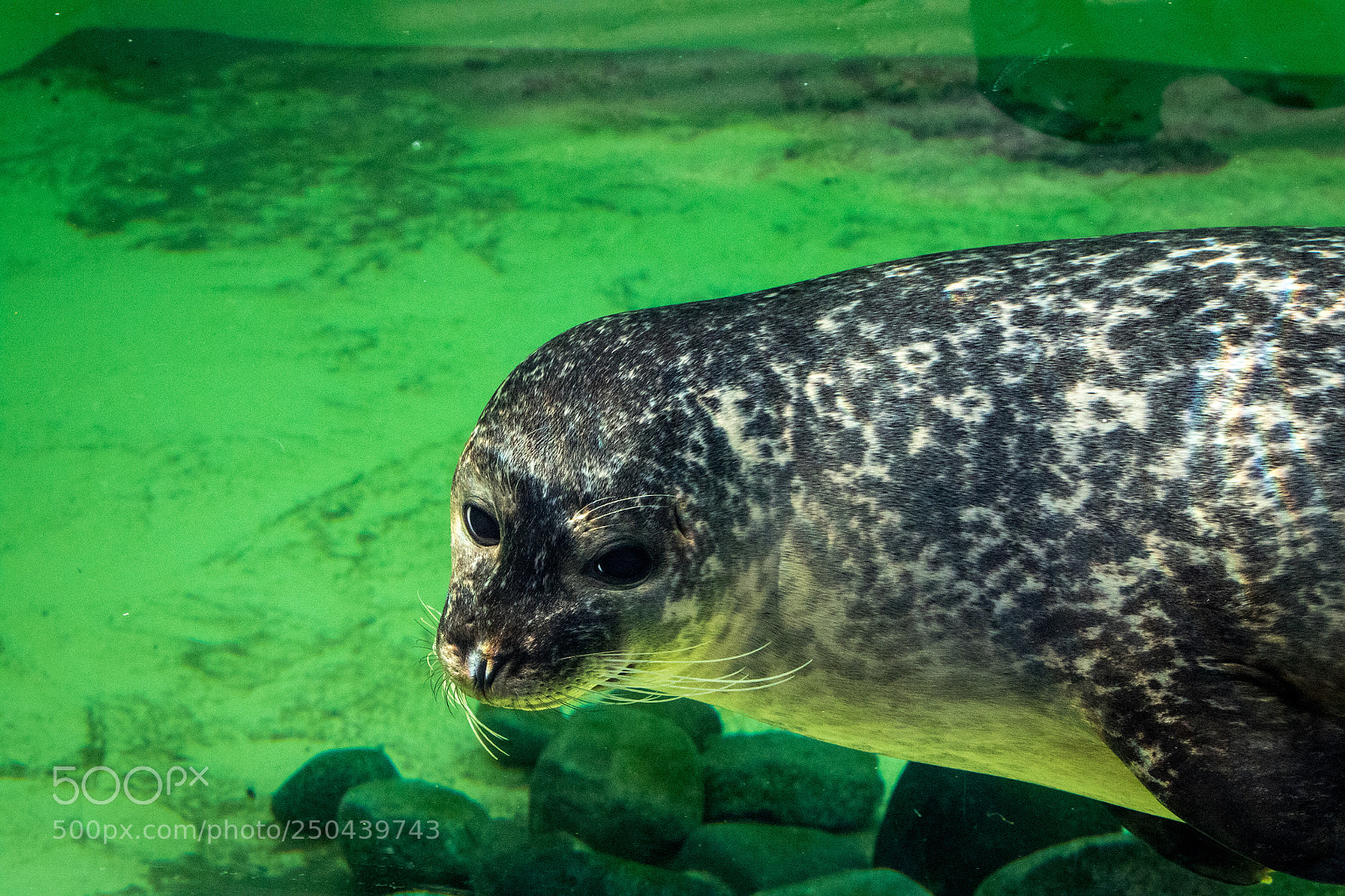 Canon EOS 7D Mark II sample photo. Seal in green photography