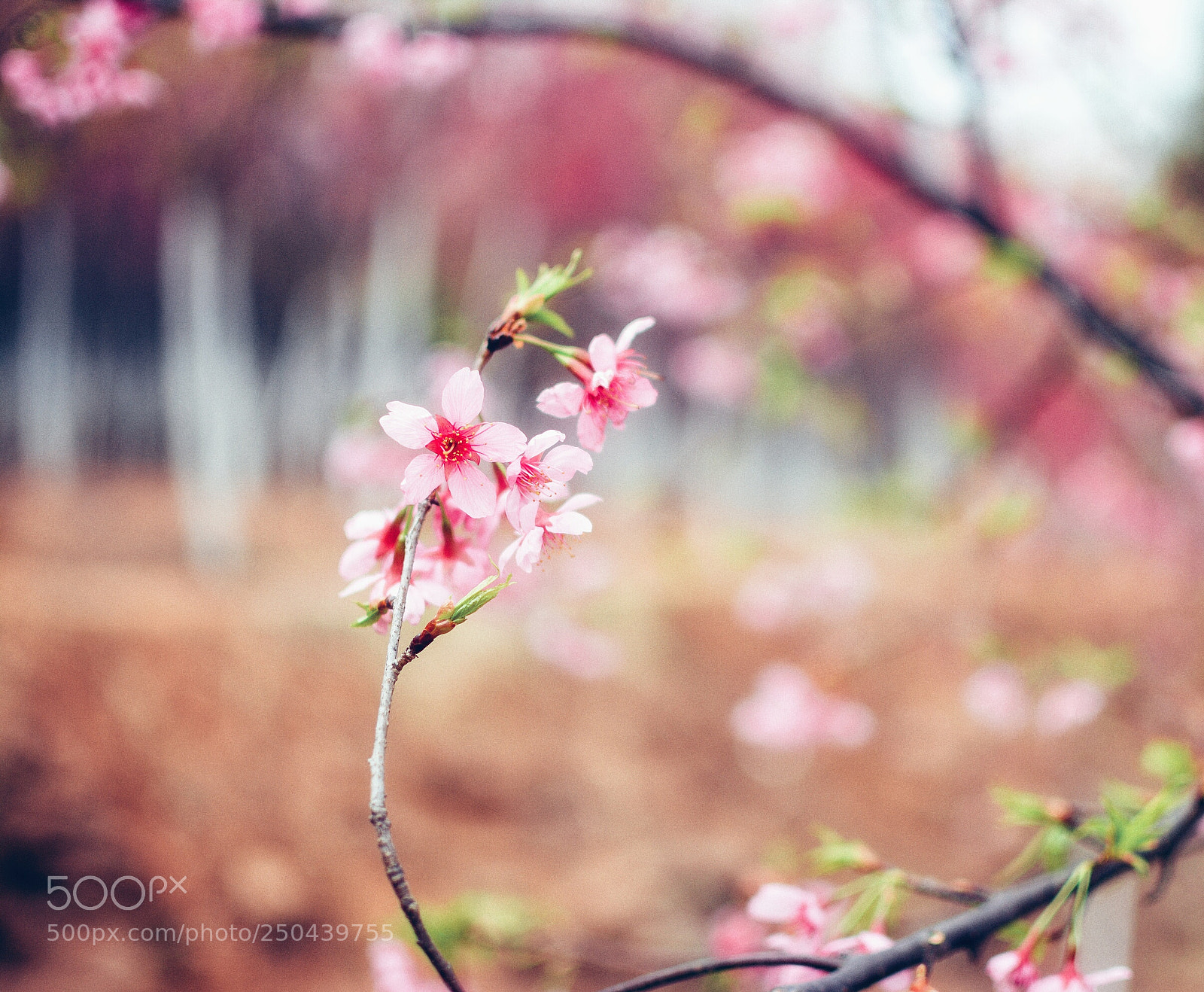 Nikon D7100 sample photo. Spring photography