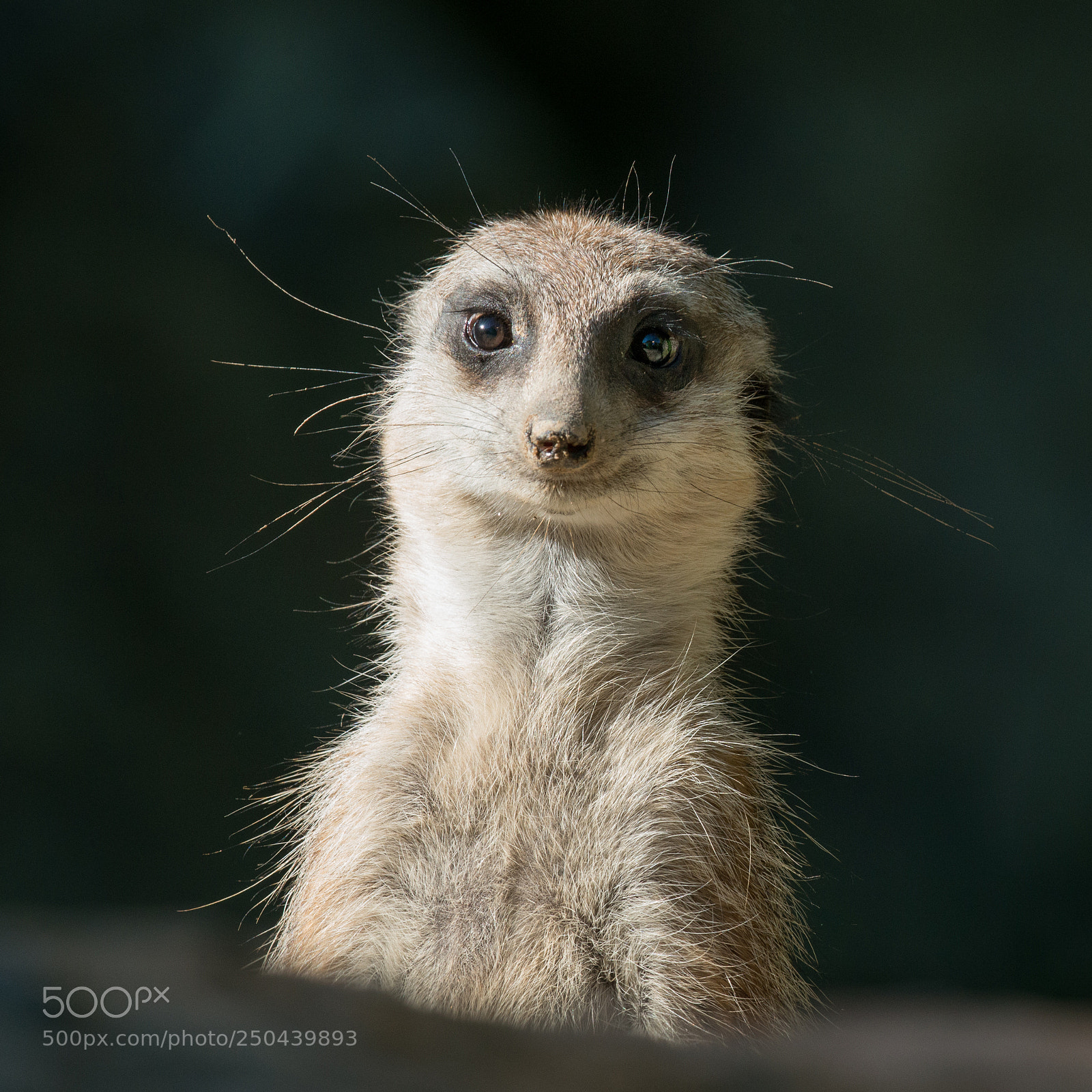 Nikon D800 sample photo. Meerkat photography