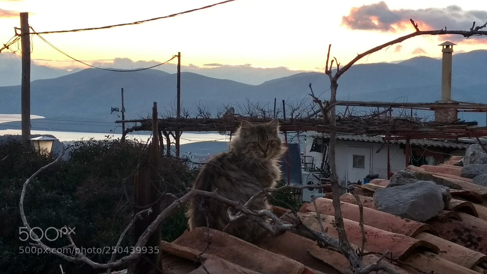 Motorola Moto G (4) sample photo. What are you looking photography