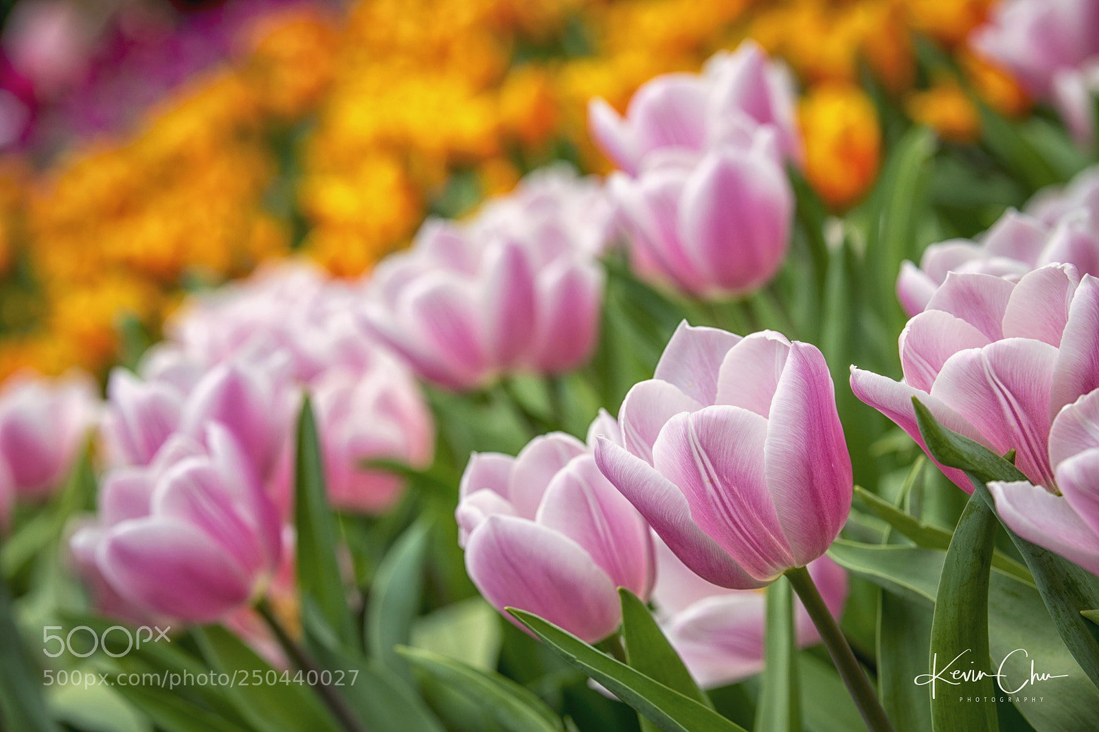 Canon EOS 5D Mark IV sample photo. The garden of tulips photography