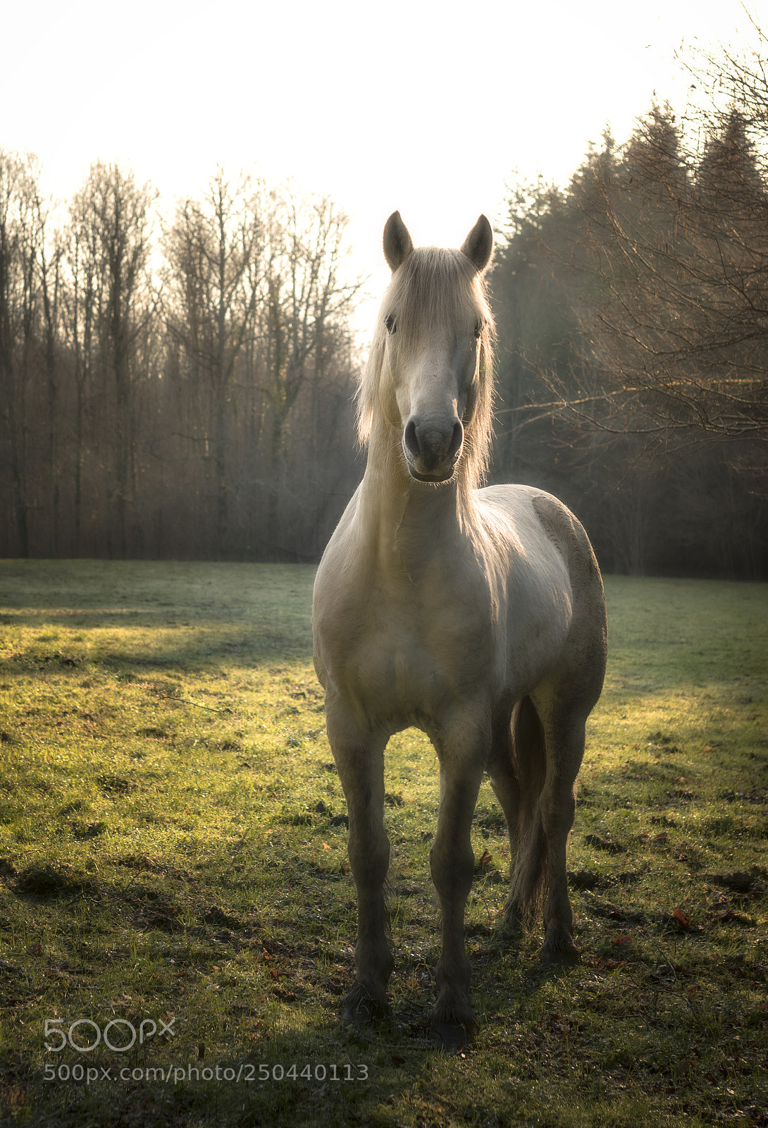 Nikon D5500 sample photo. Beautiful encounter photography