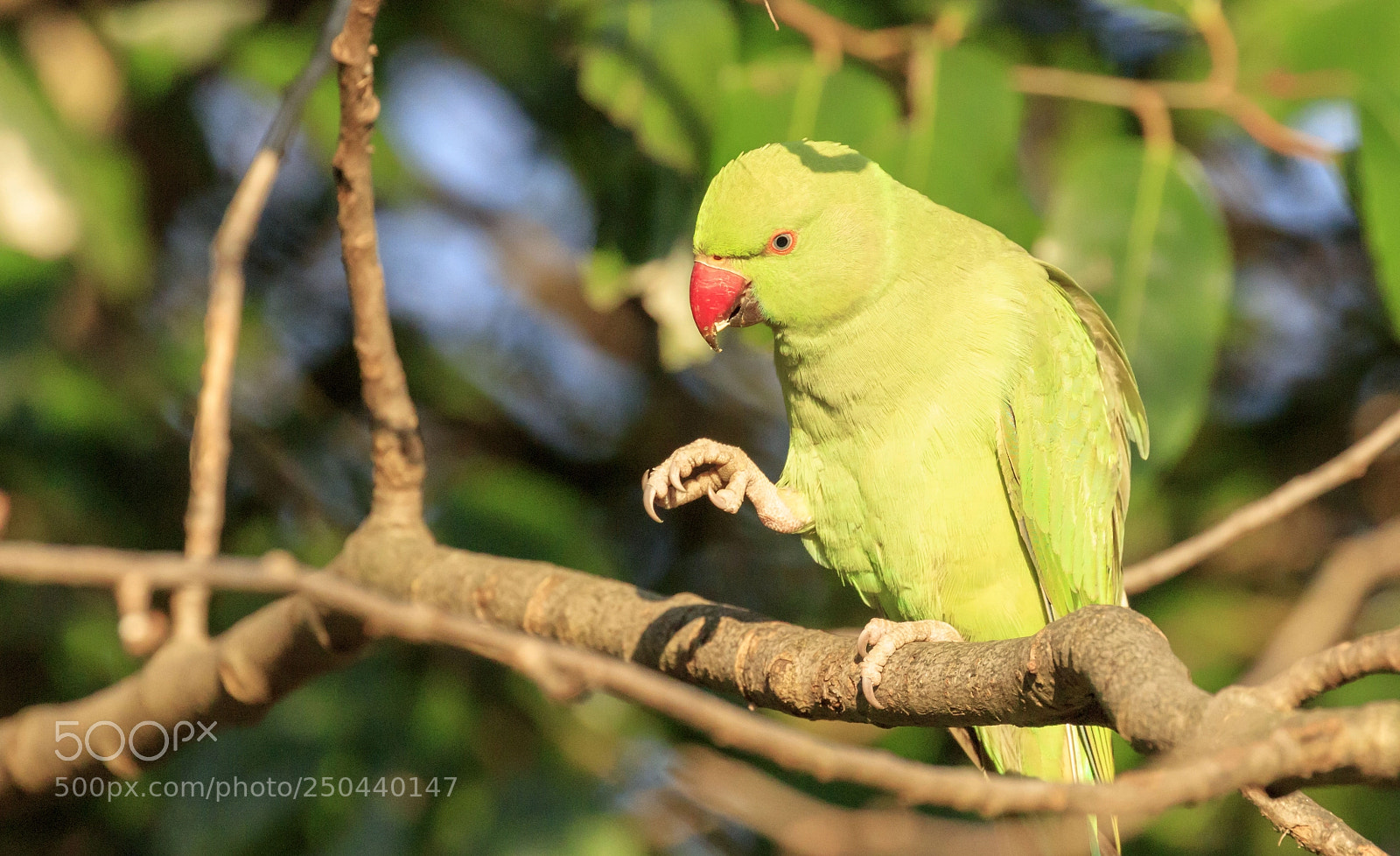 Canon EOS 5DS sample photo. On the branch photography