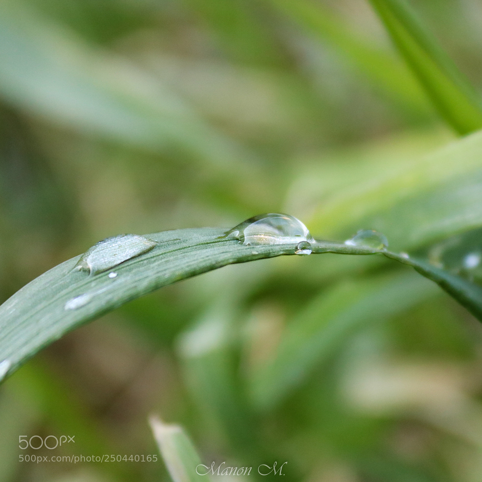 Canon EOS 750D (EOS Rebel T6i / EOS Kiss X8i) sample photo. Singin' in the rain photography