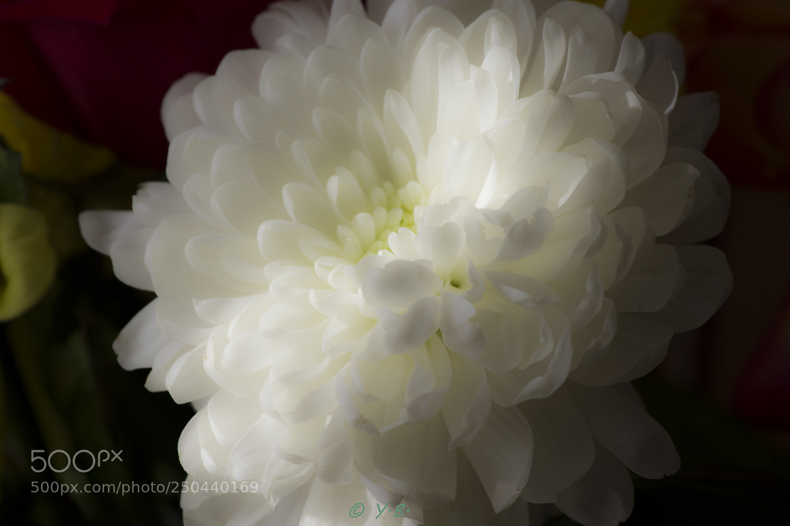 Pentax K-70 sample photo. Flowers photography