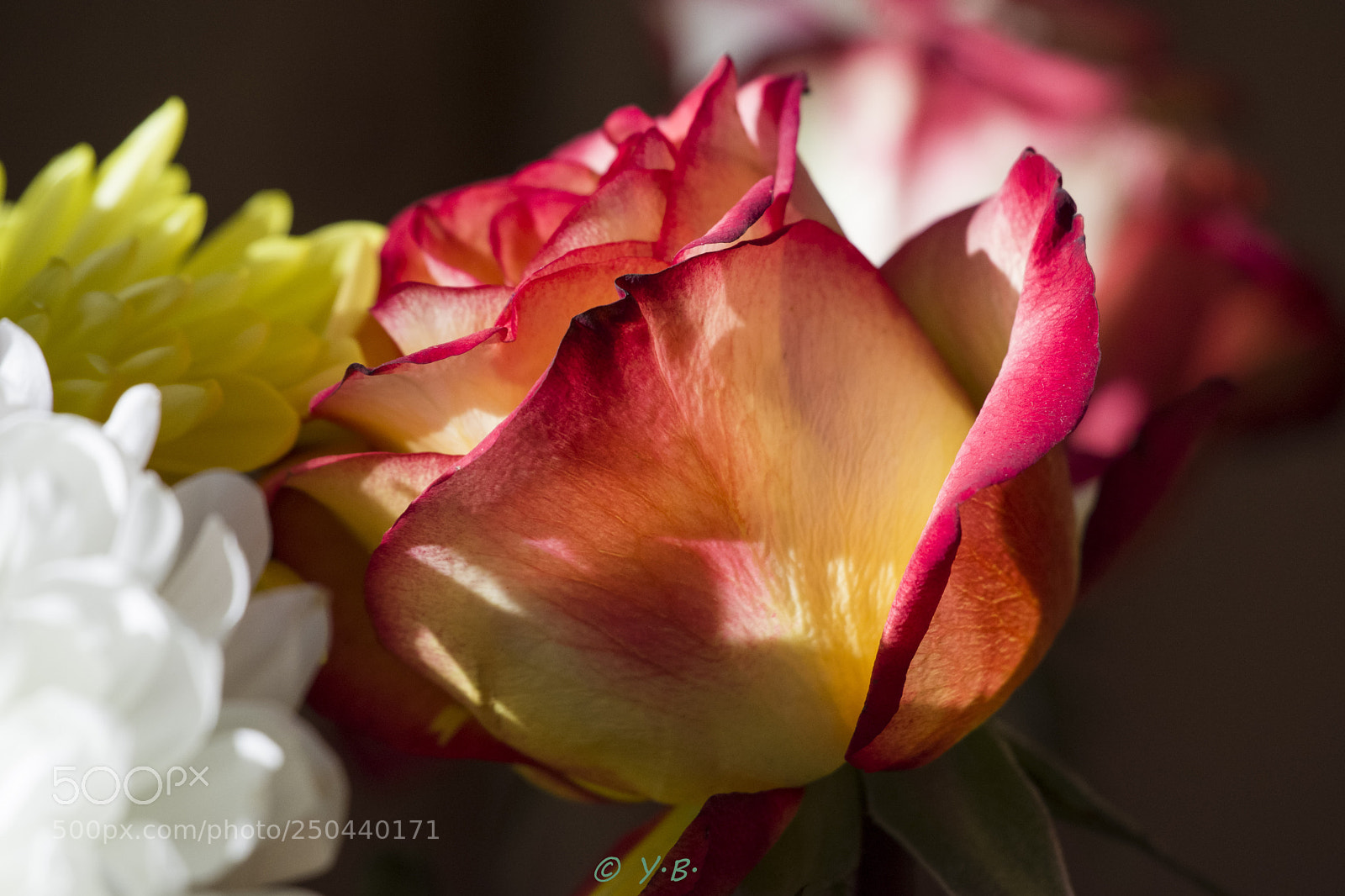 Pentax K-70 sample photo. Flowers photography