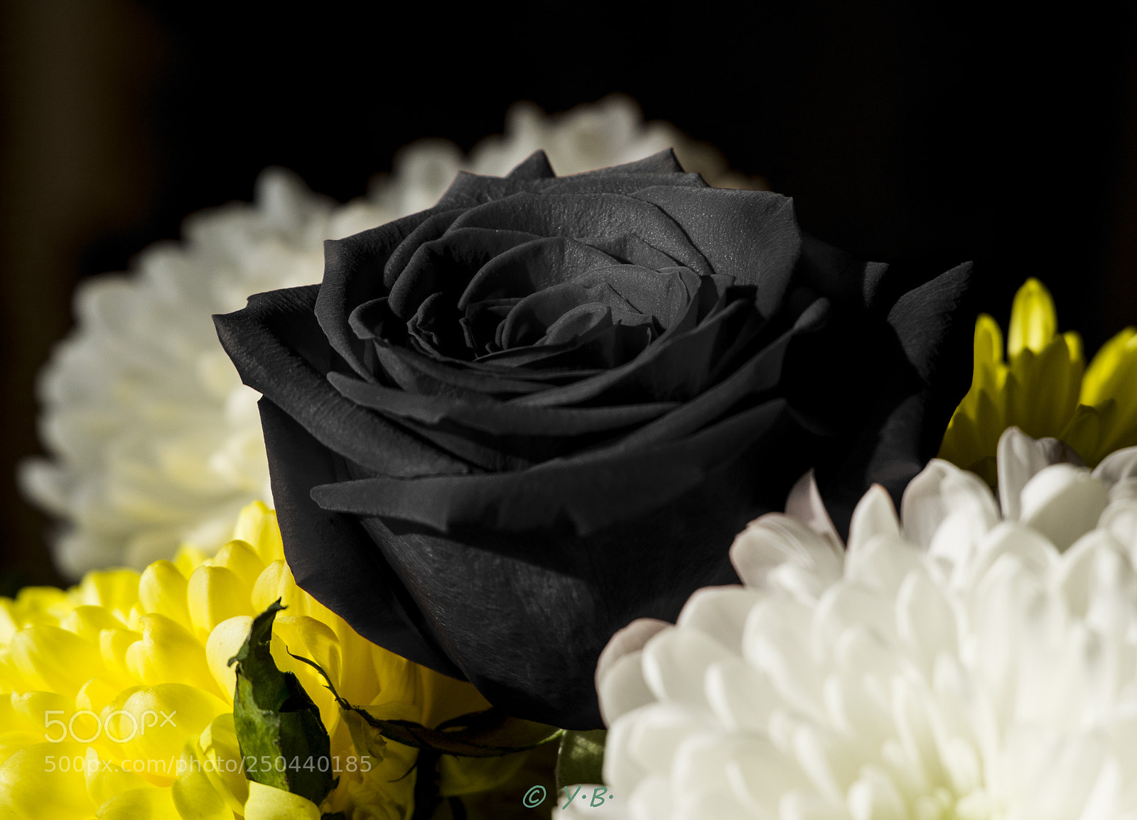 Pentax K-70 sample photo. Flowers photography