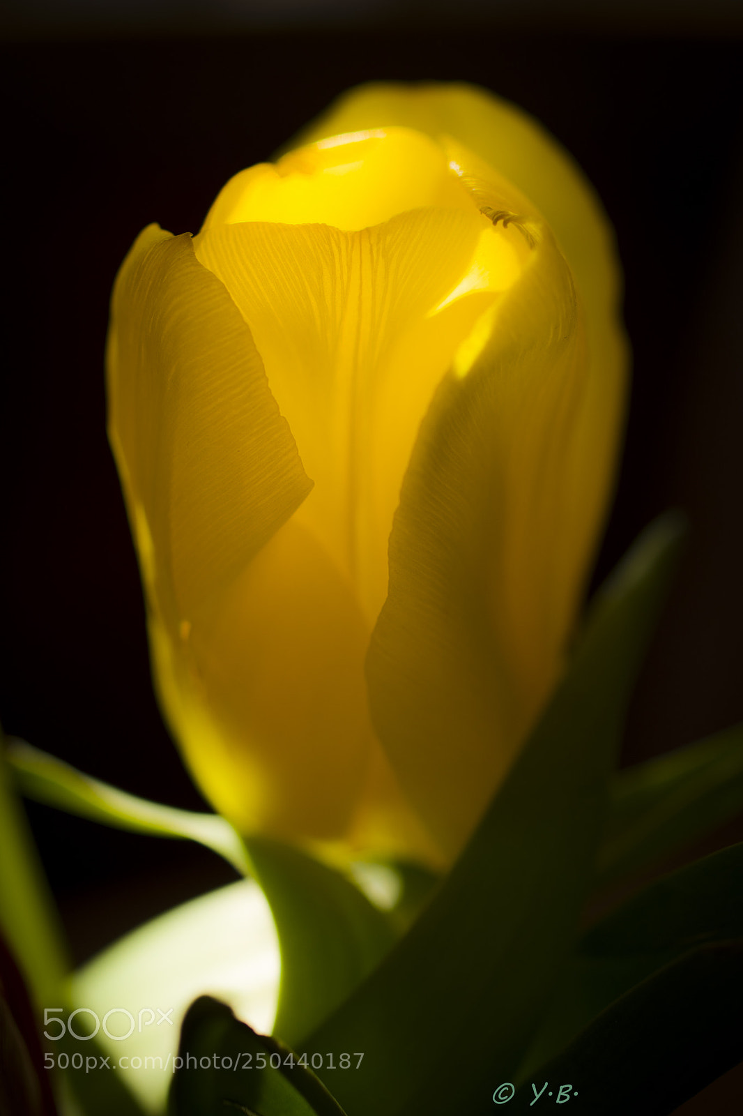 Pentax K-70 sample photo. Flowers photography