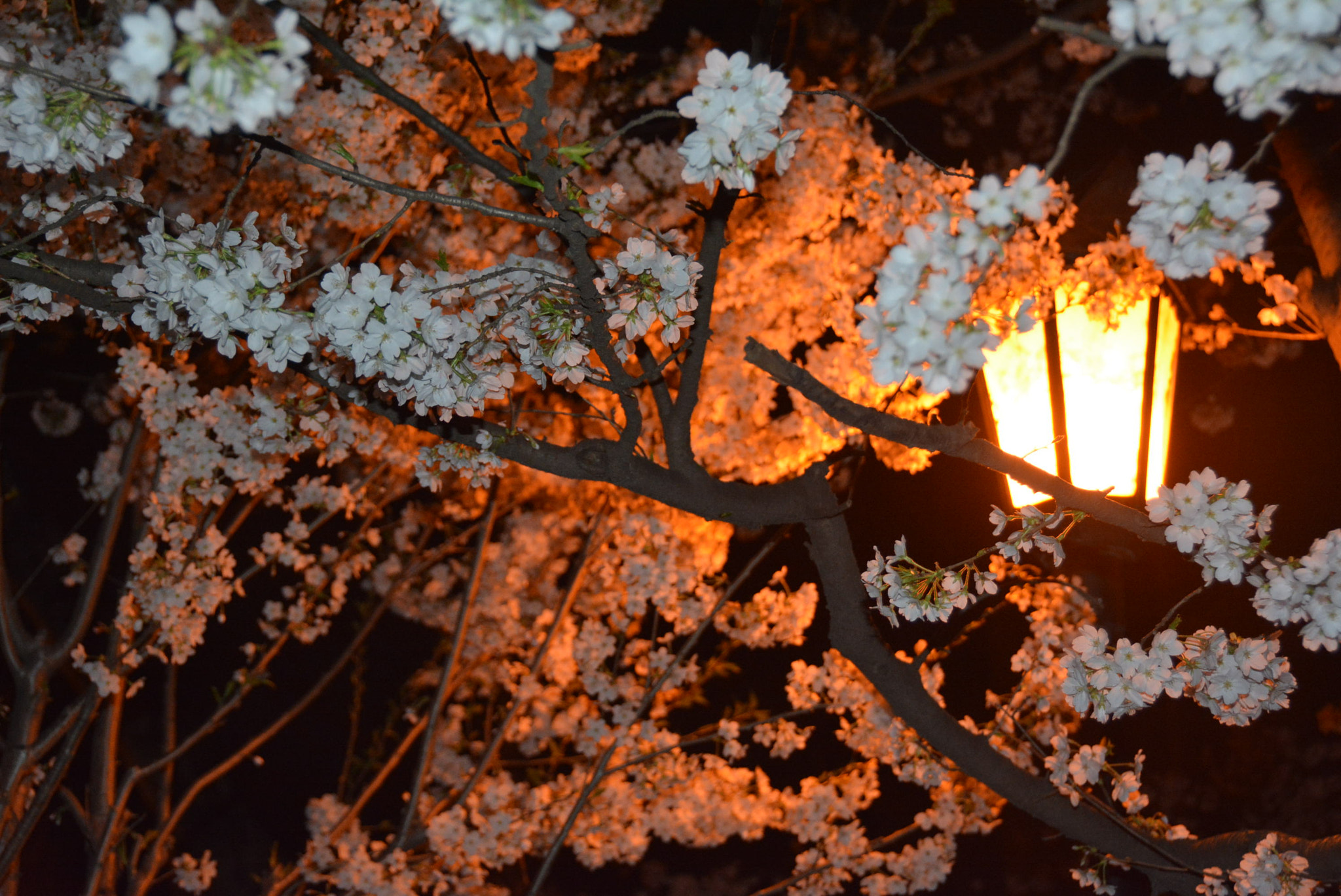 Nikon D7100 sample photo. 鸡鸣寺 photography