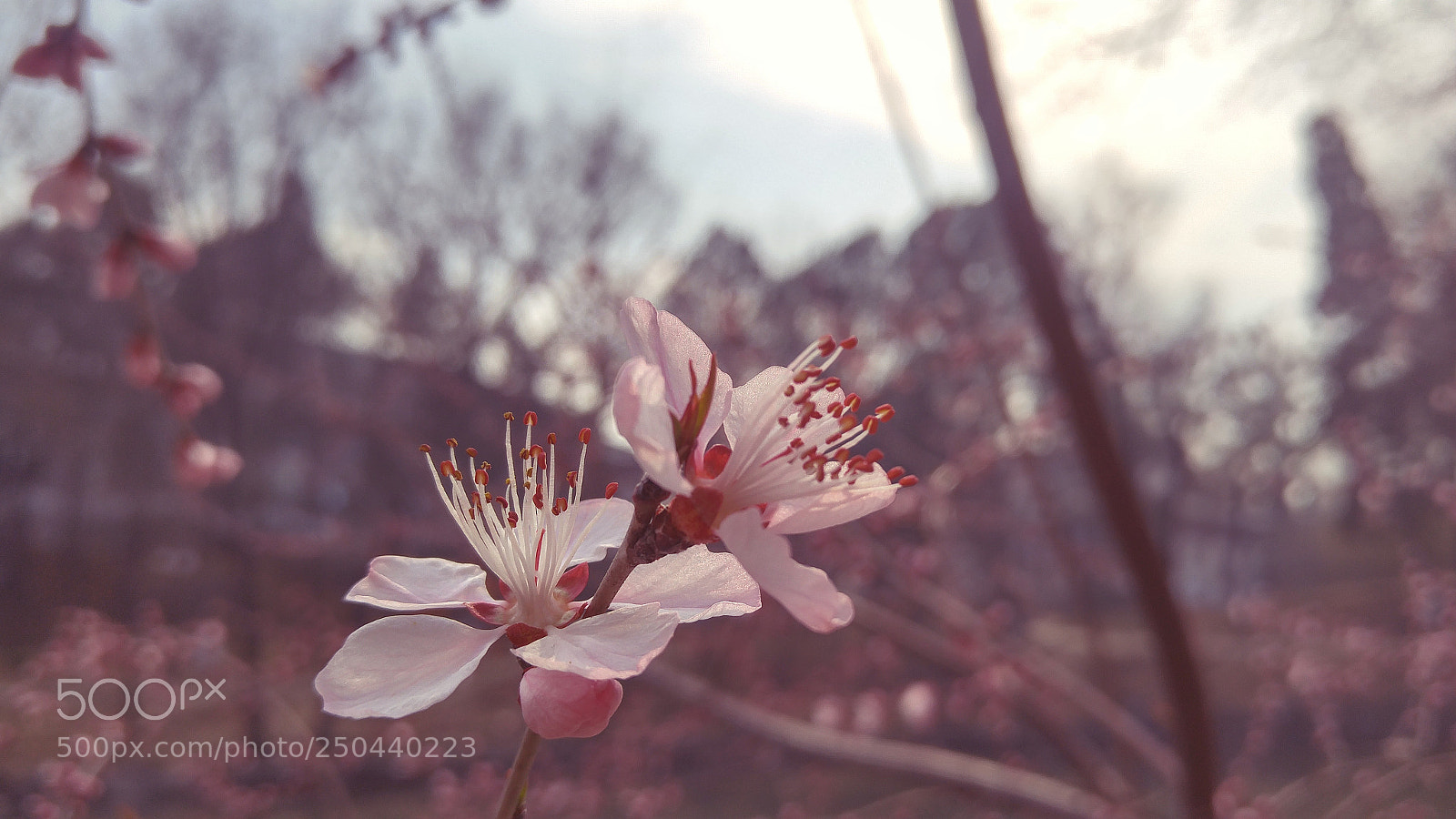 LG G4 sample photo. Untitled photography