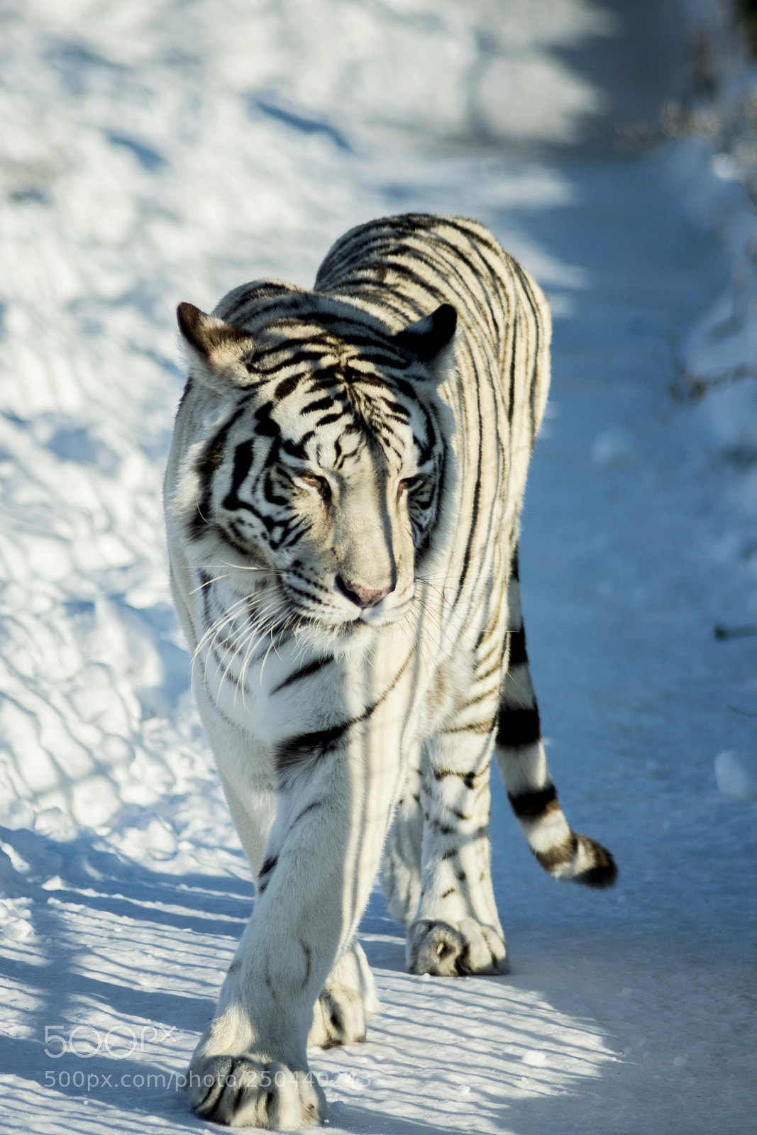 Nikon D3300 sample photo. Белый тигр | Ижевский зоопарк photography