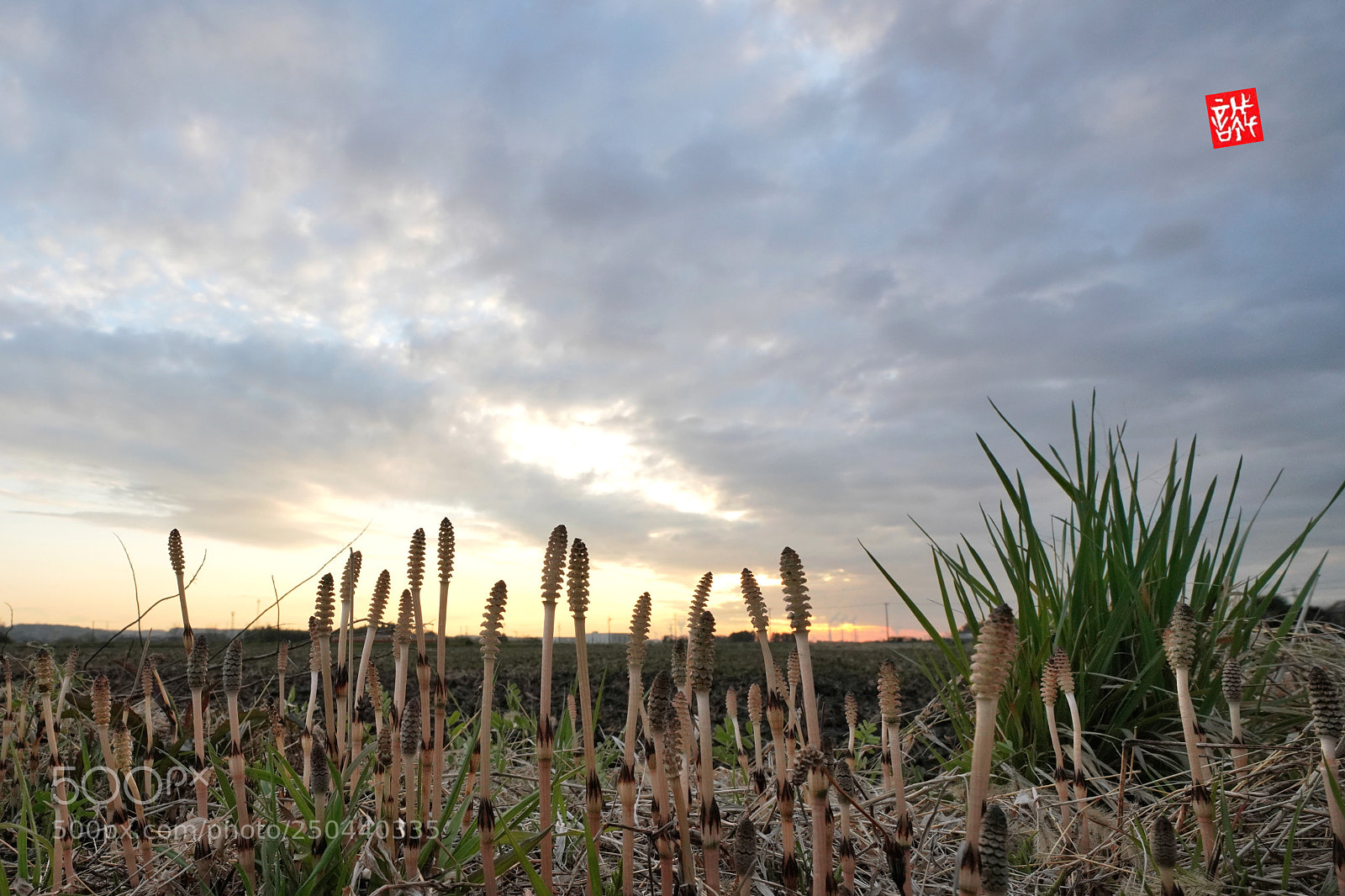 Sony a7R III sample photo. Horsetail 0322 photography