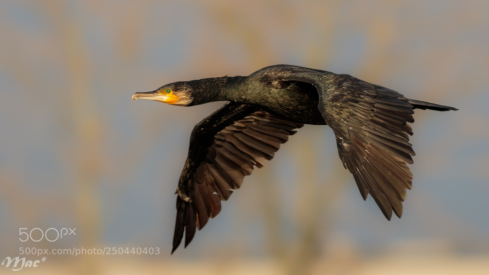 Canon EOS 7D Mark II sample photo. Cormorant in flight photography