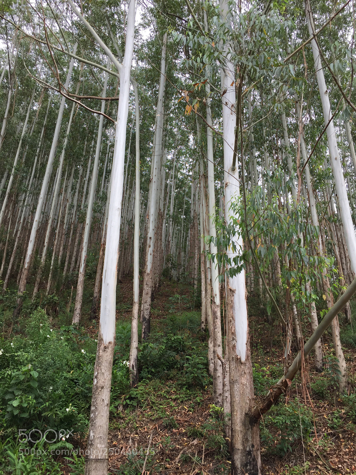 Apple iPhone 6 sample photo. Untitled photography